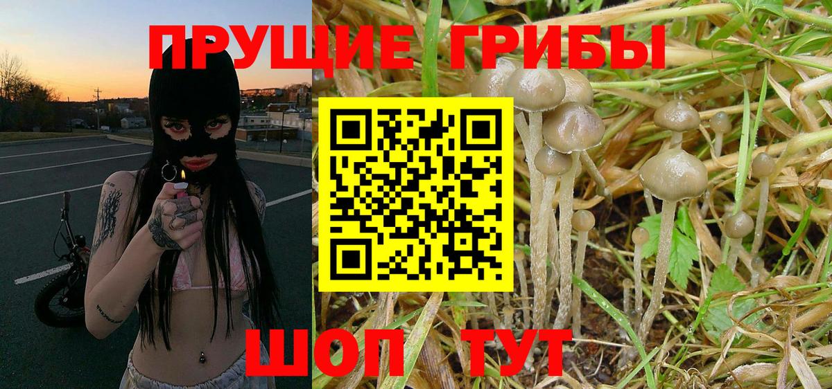 Череповец  Псилоцибиновые грибы GOLDEN TEACHER  Вход с VPN 